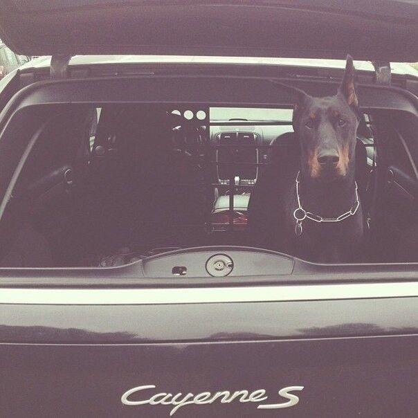 ���������� ������, ���� ������� ������, 37 ���, ������������ ��� ������, ����� � ���������, c�������� ���������