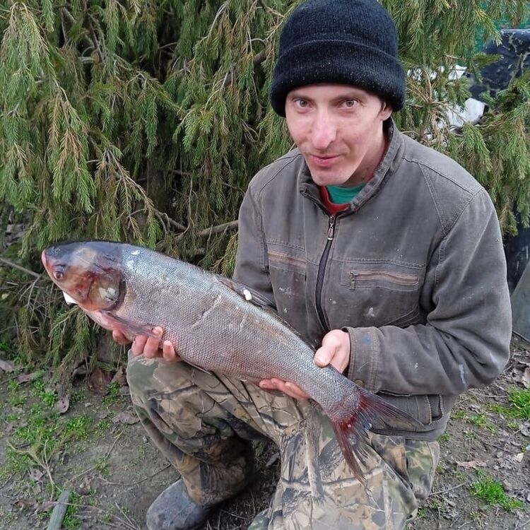 ���� 43714574 ������� ������, 36 ���, ���� ���������� � ����������