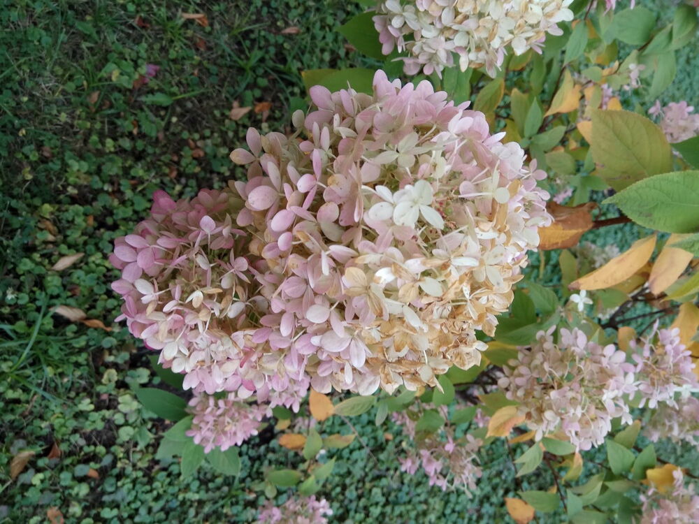  ,   , 59 ,   ,   , c 