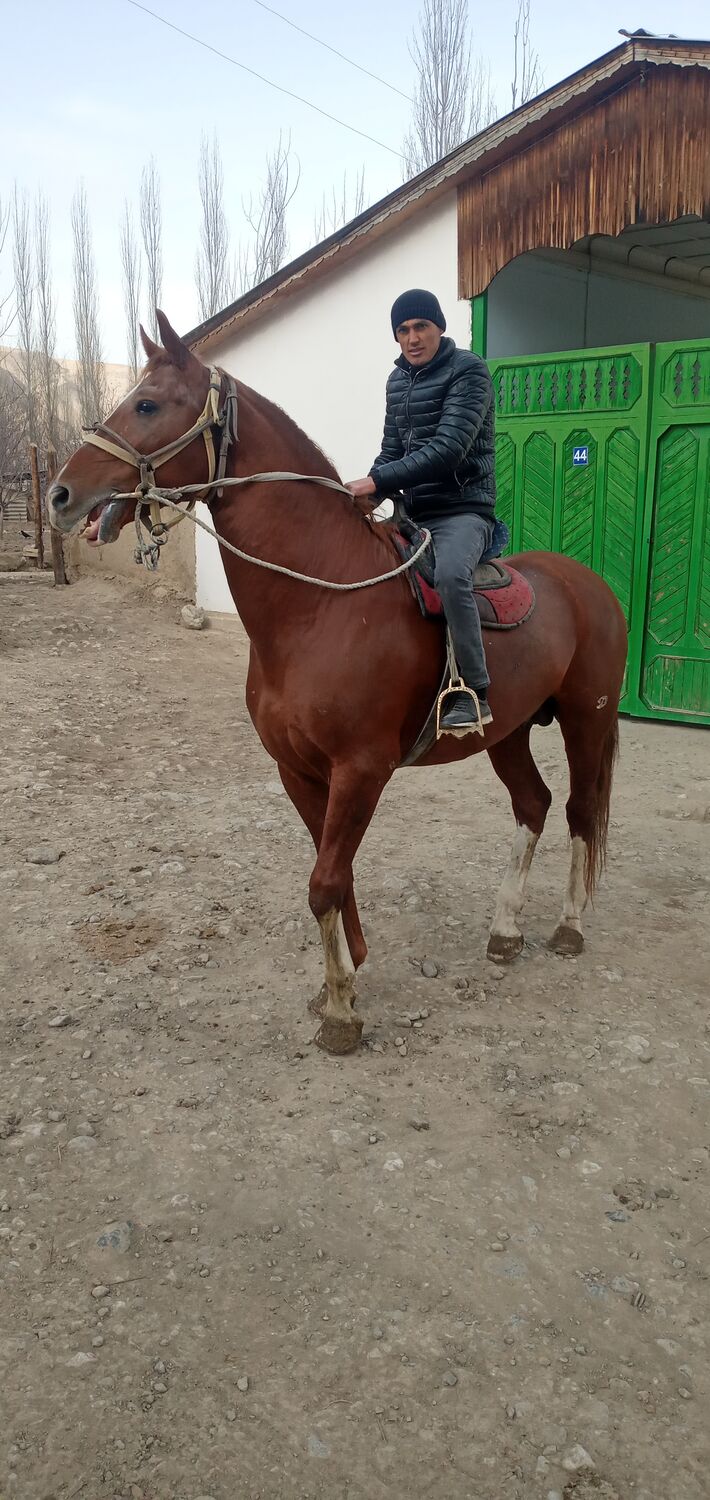 ���������� ������, ���� ������� ������, 30 ���, ������������ ��� ������, ����� � ���������