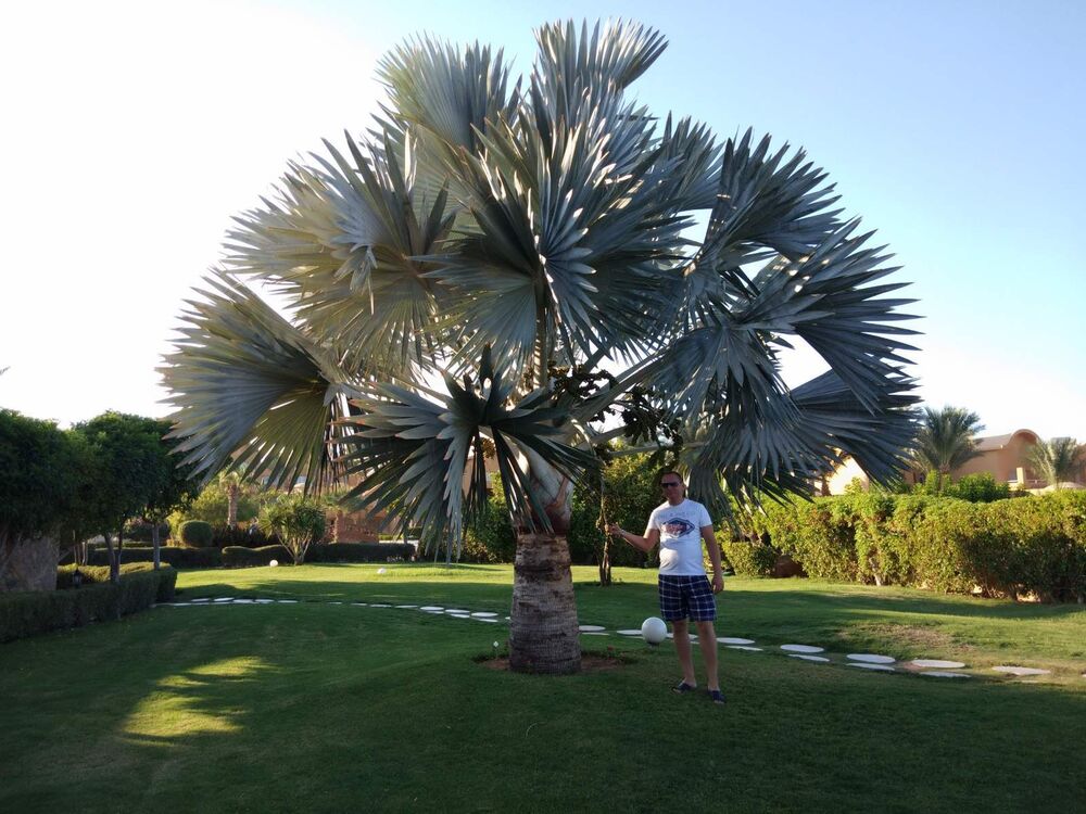 ���������� �����, ���� ������� ������, 38 ���, ������������ ��� ������, ���������