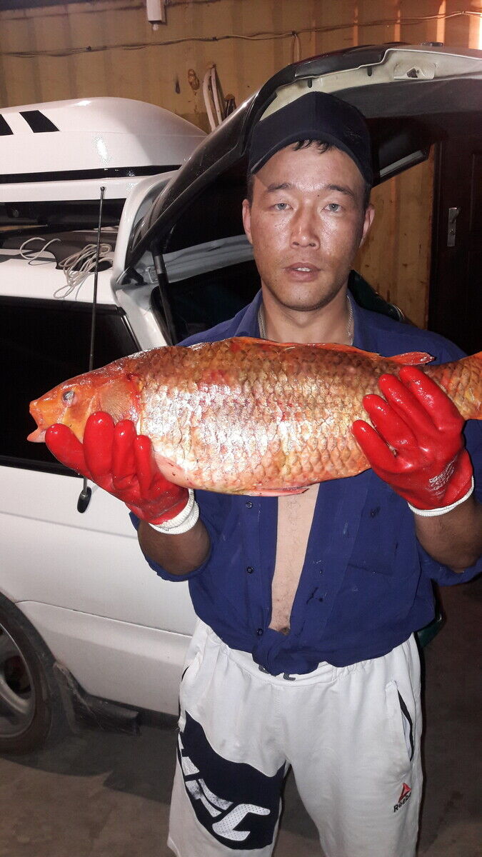 ���� 20426164 ������� ������, 37 ���, ���� ���������� � ������