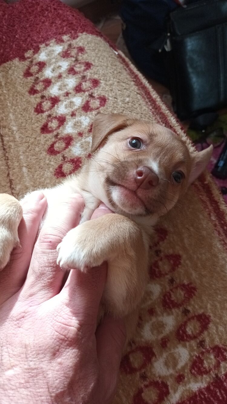 ���������� �����������, ���� ������� ���������, 53 ����, ������������ ��� ������, ����� � ���������