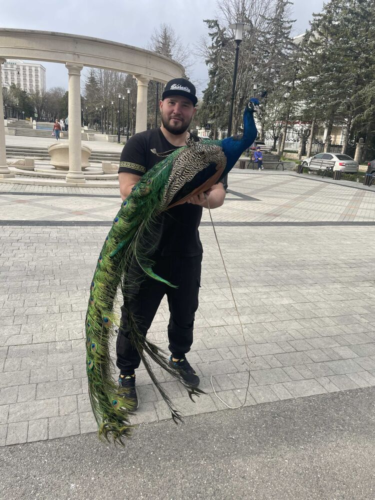 ���������� �������������-����������, ���� ������� ��������, 35 ���, ������������ ��� ����� � ���������, c�������� ���������