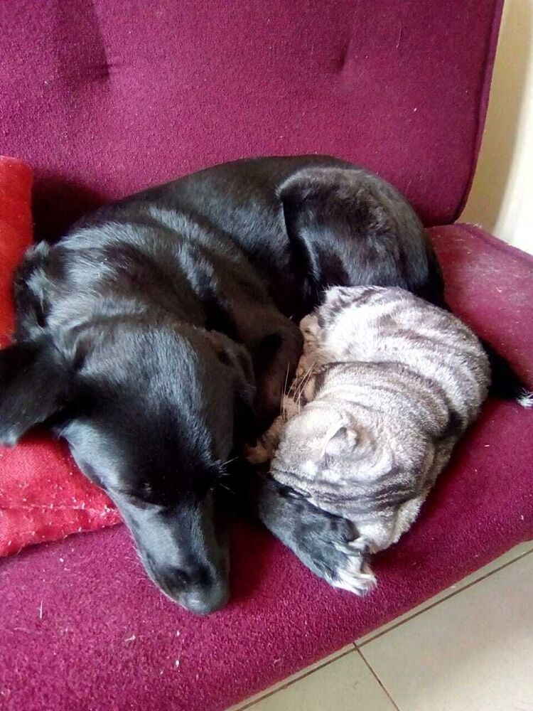 ���������� ������, ���� ����� ����, 24 ����, ������������ ��� ������, ����� � ���������, c�������� ���������