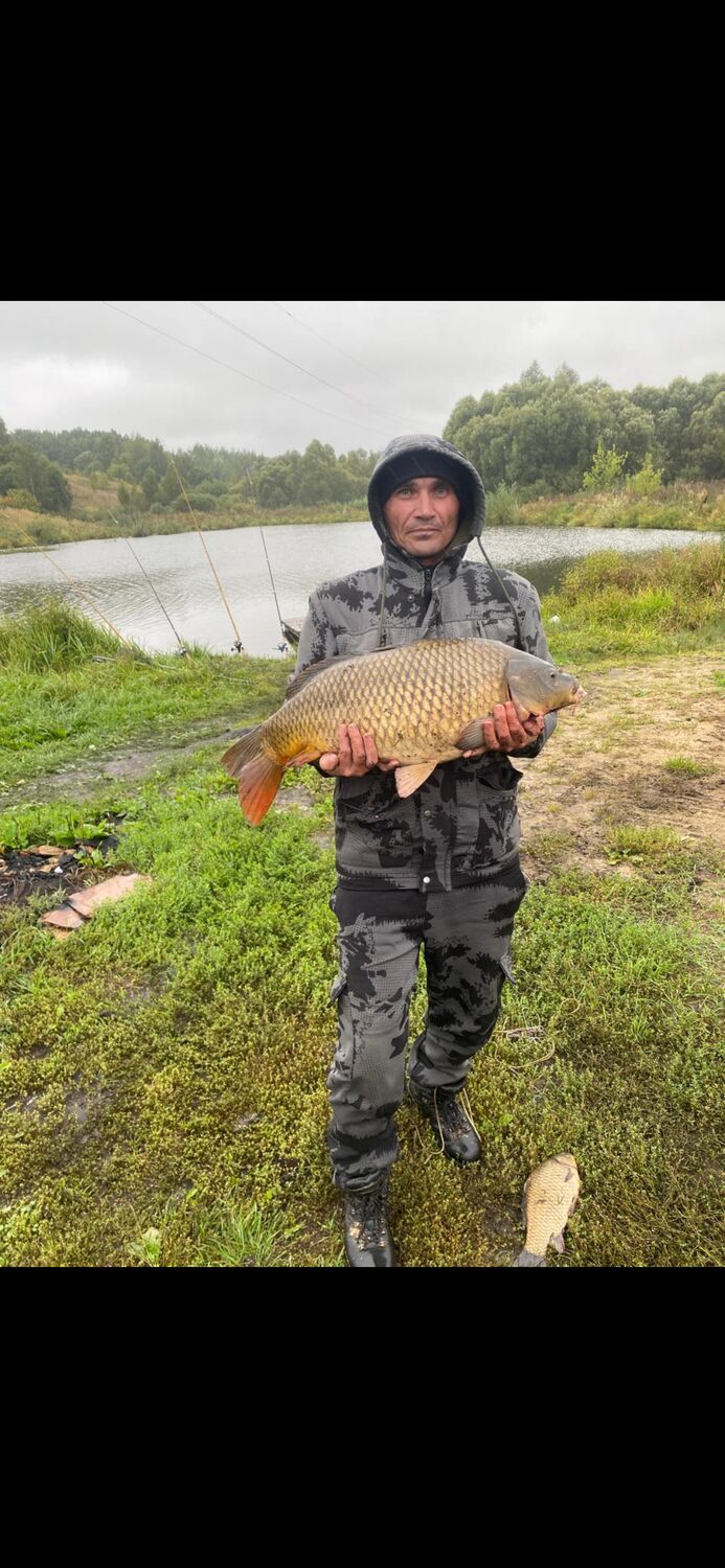 ���� 56193104 ������� �������, 45 ���, ���� ���������� � ������