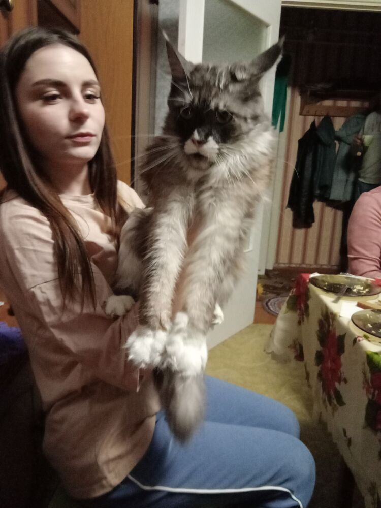 ���������� �����, ���� ������� �������, 52 ����, ������������ ��� ������, ����� � ���������