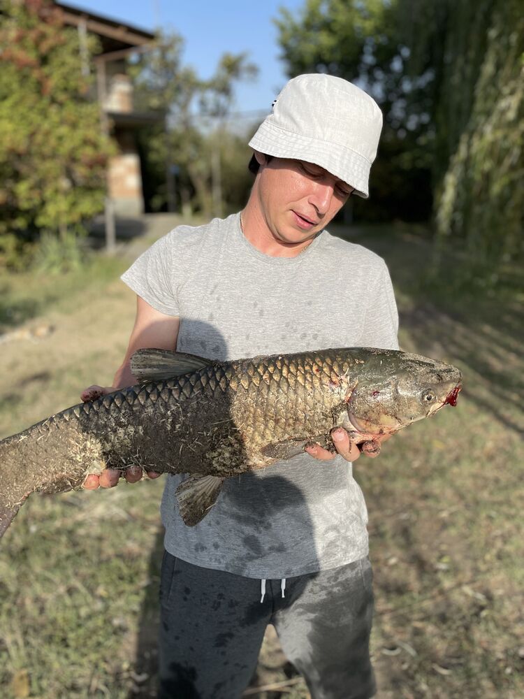 ���������� ������-���, ���� ������� Ը���, 36 ���, ������������ ��� ������, ����� � ���������, c�������� ���������