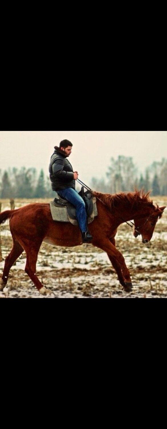 ���������� ���������, ���� ������� Alexander, 38 ���, ������������ ��� ������, ����� � ���������, c�������� ���������