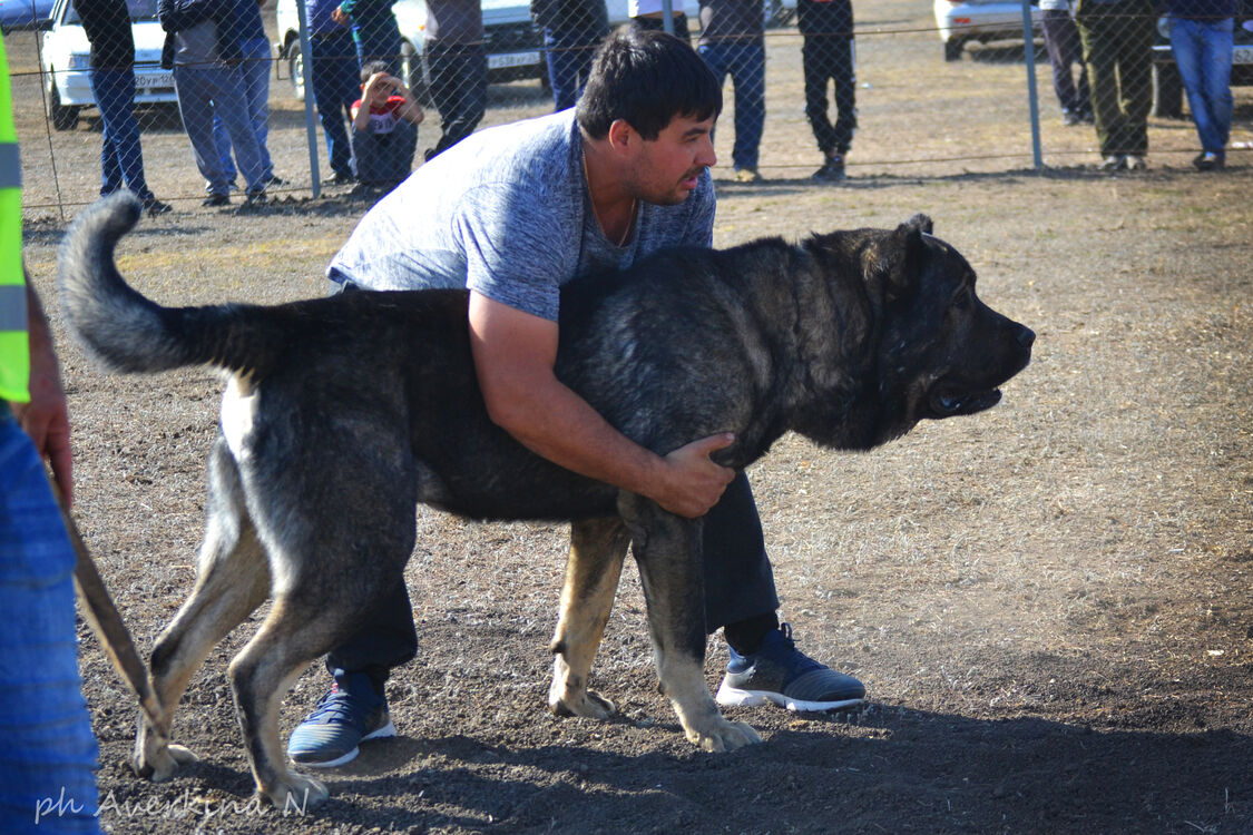 ���� 24569824 ������� �����, 37 ���, ���� ���������� � ����������