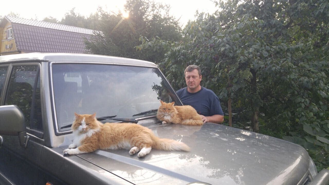 ���� 34575184 ������� ������, 53 ����, ���� ���������� � ������������