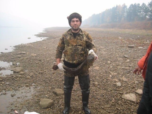 ���� 9295414 ������� ������, 43 ����, ���� ���������� � ����-����