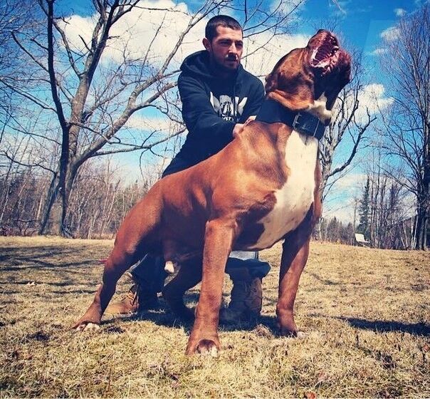 ���������� ���������, ���� ������� ������, 36 ���, ������������ ��� ������