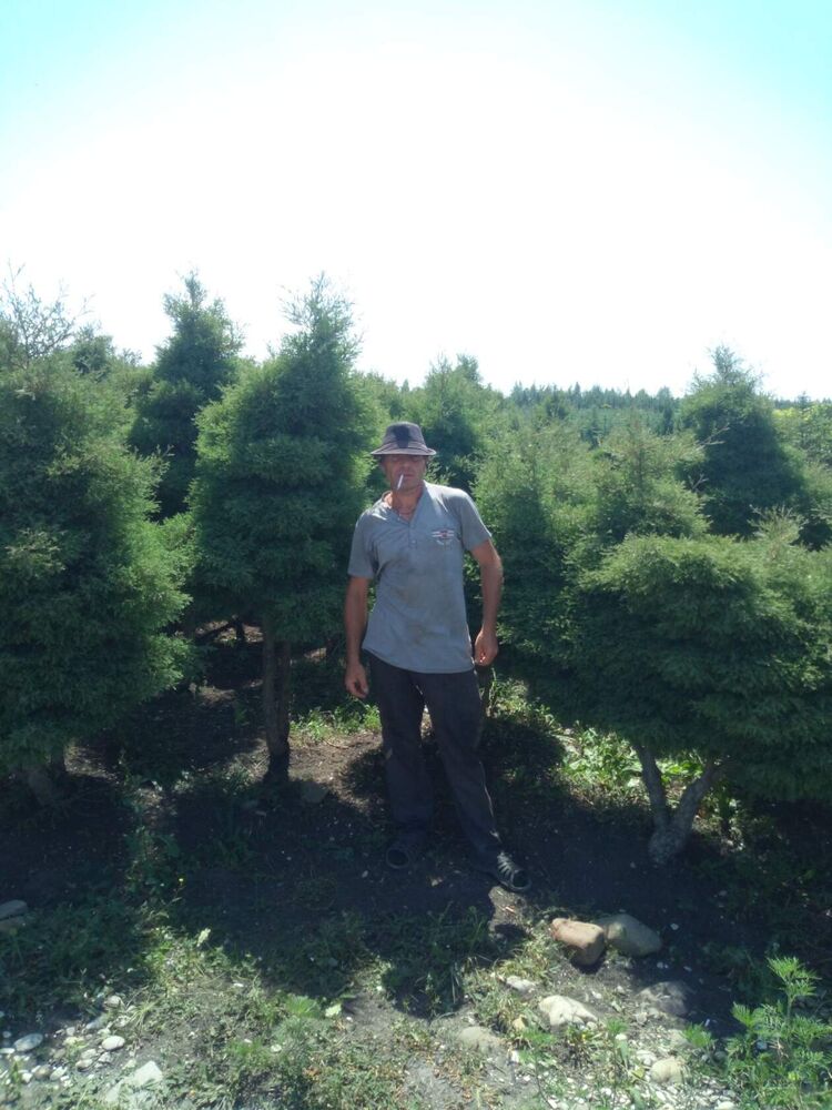 ���������� ����������, ���� ������� �������, 41 ���, ������������ ��� ����� � ���������, c�������� ���������