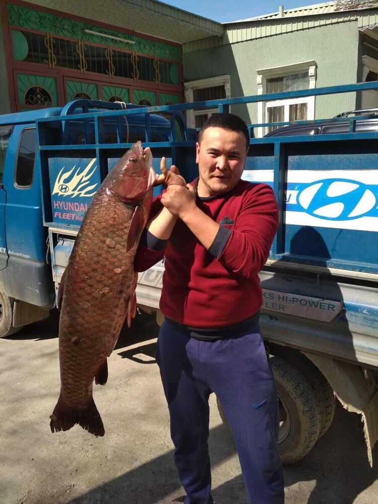 ���������� ������, ���� ������� Nurik, 32 ����, ������������ ��� ������, ����� � ���������, c�������� ���������