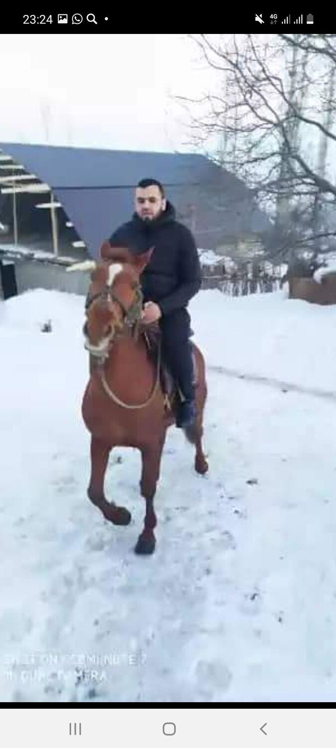 ���������� ������, ���� ������� �����, 36 ���, ������������ ��� c�������� ���������