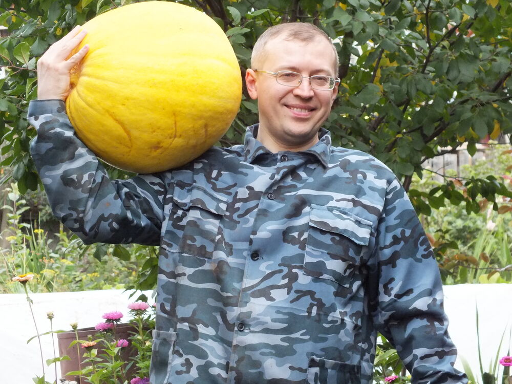 ���� 33995454 ������� �����, 50 ���, ���� ���������� � �������