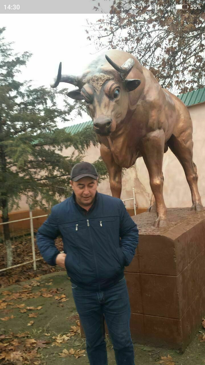  31335284  , 46 ,    