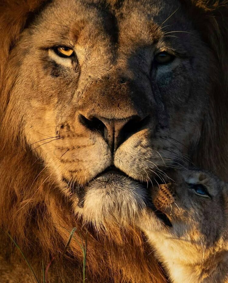 ���������� ������, ���� ������� ��������, 22 ����, ������������ ��� ������, ����� � ���������