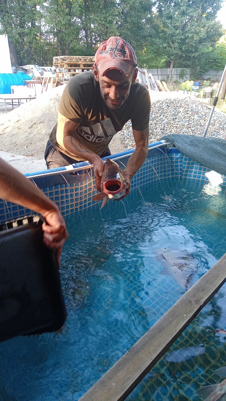 ���� 37957564 ������� ������, 40 ���, ���� ���������� � ����������