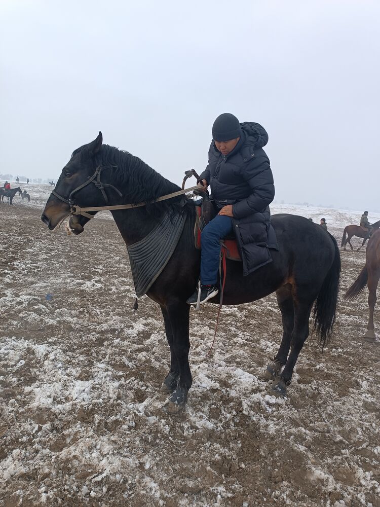 ���� 40882204 ������� ������, 34 ����, ���� ���������� � ������