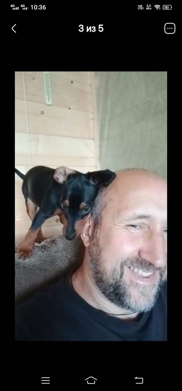 ���������� �������, ���� ������� �������, 55 ���, ������������ ��� c�������� ���������