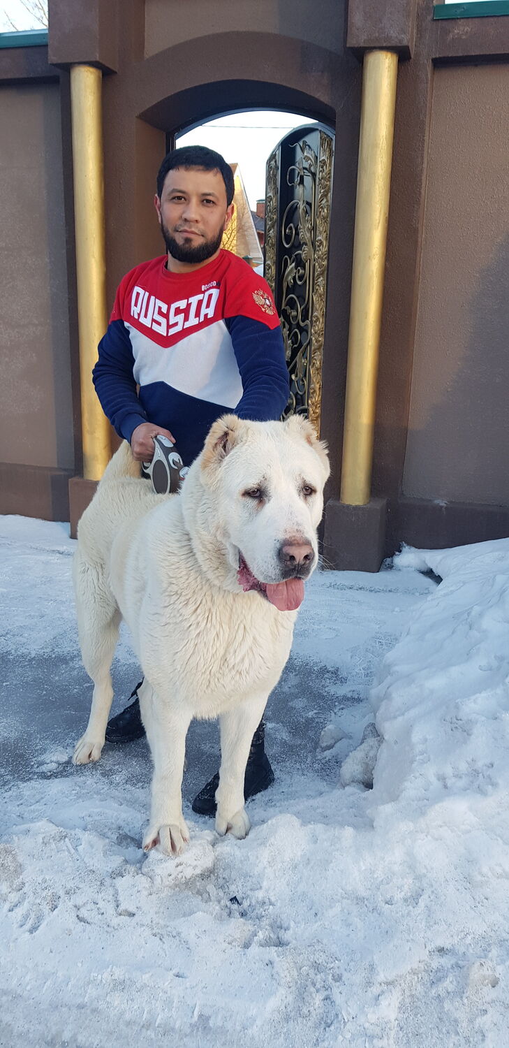 ���� 25582984 ������� ����, 36 ���, ���� ���������� � ������