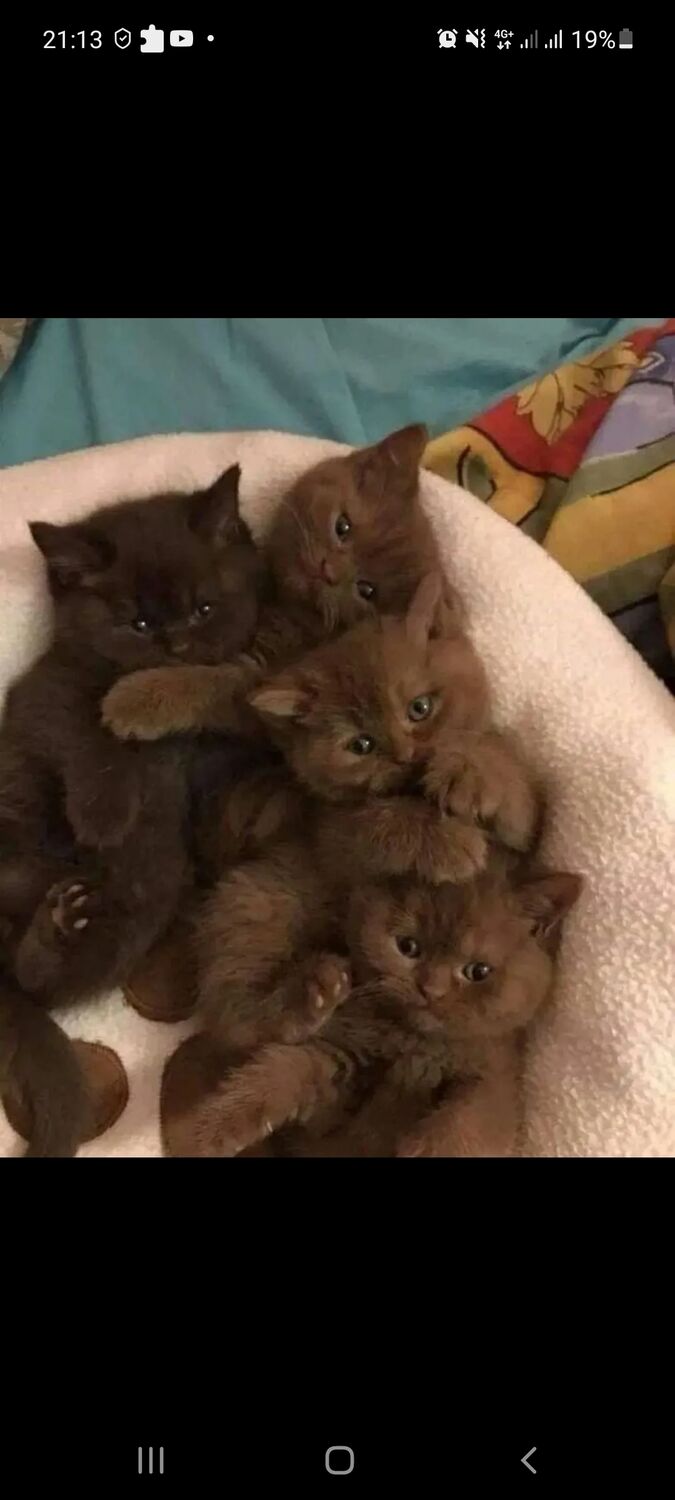 ���������� �����-���������, ���� ������� ���, 35 ���, ������������ ��� ������, ����� � ���������