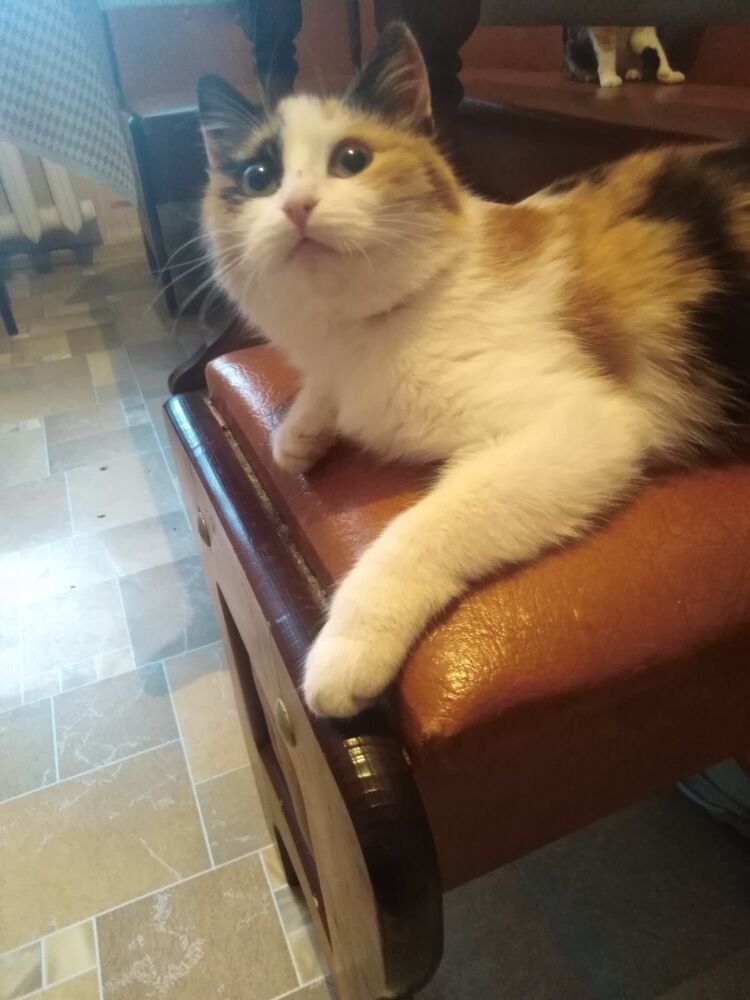 ���� 31469224 ������� �����, 39 ���, ���� ���������� � ������