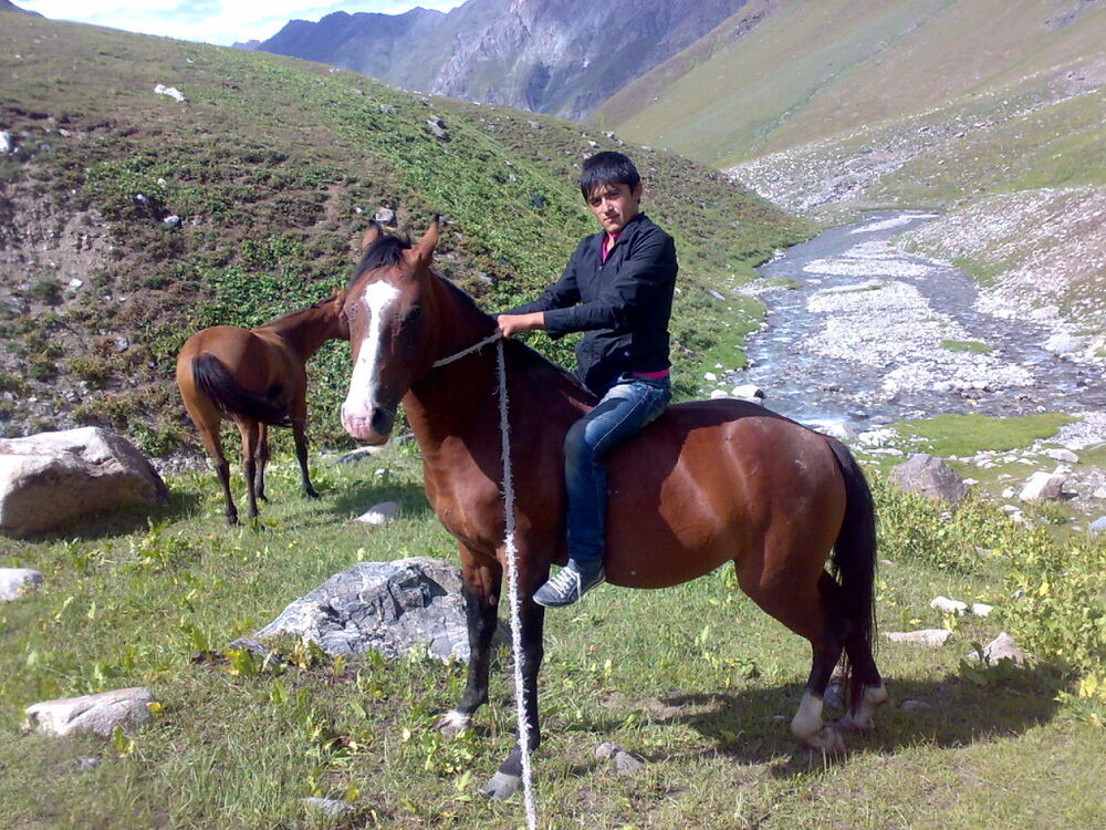 ���������� ������, ���� ������� Nasim, 33 ����, ������������ ��� ������, ����� � ���������