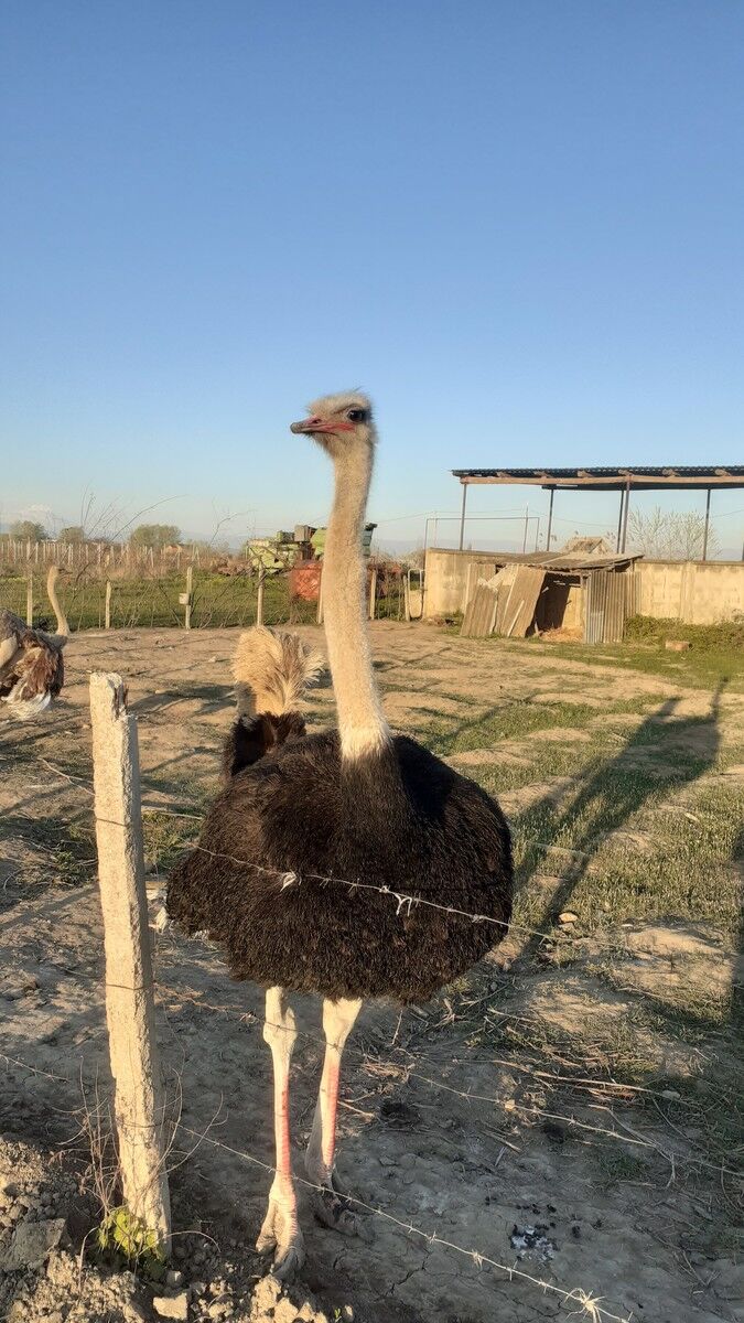 ���������� ������, ���� ������� ����, 38 ���, ������������ ��� ������, ����� � ���������, c�������� ���������