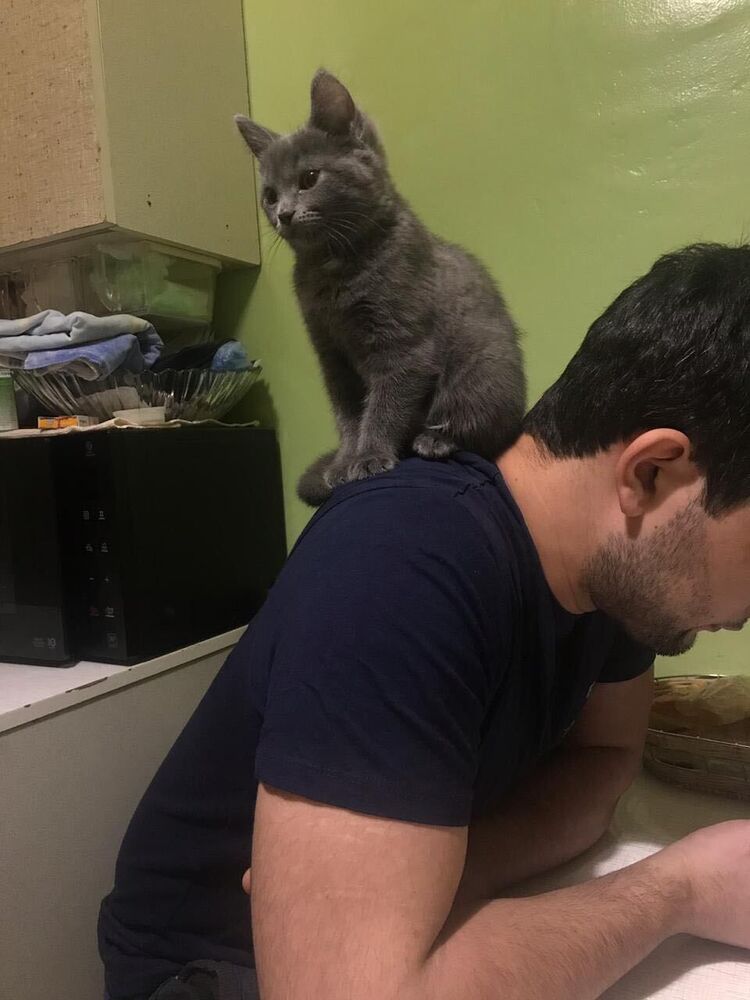 ���� 38519194 ������� ����, 31 ���, ���� ���������� � ��������