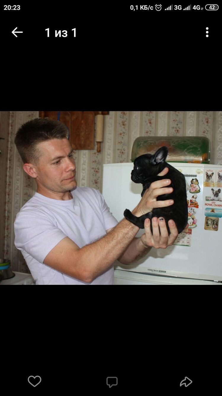 ���� 26603764 ������� ������, 36 ���, ���� ���������� � �������