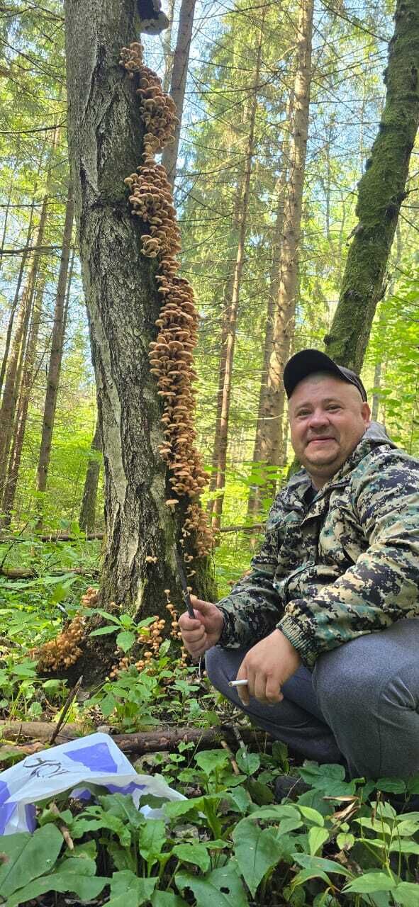 ���������� ��������, ���� ������� �������, 43 ����, ������������ ��� ������, ����� � ���������, c�������� ���������