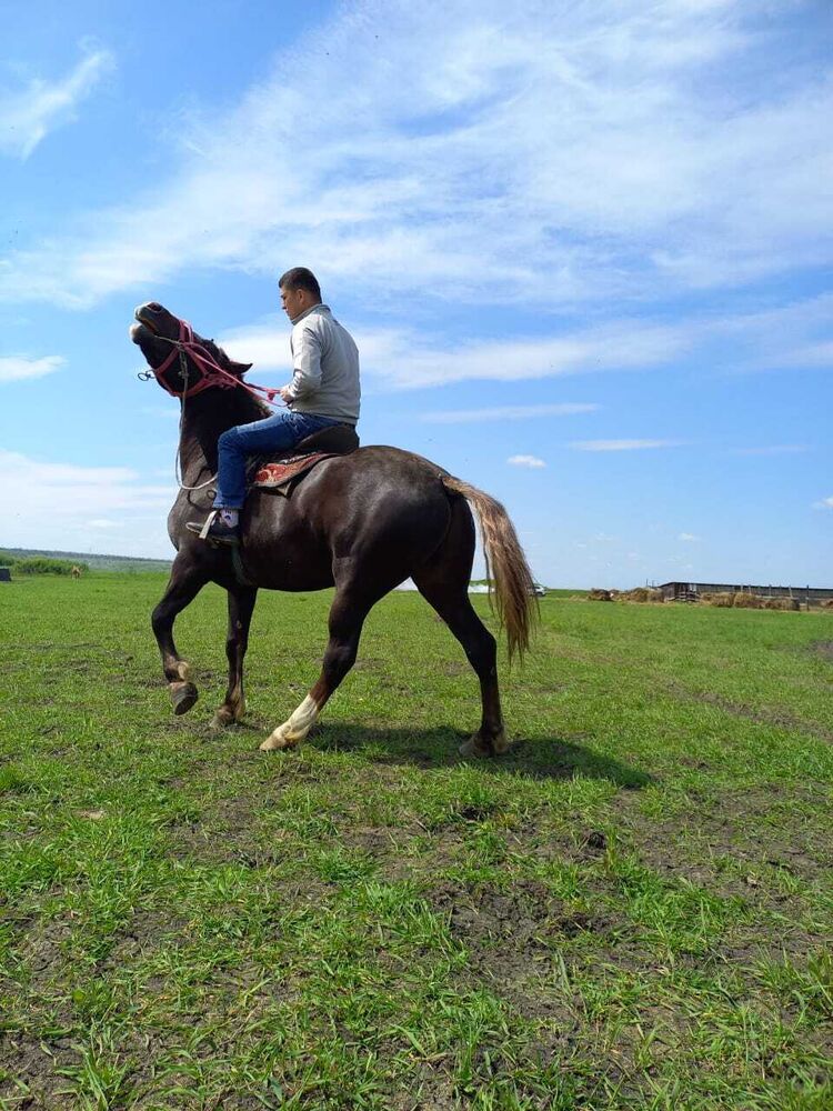 ���� 39162214 ������� �����, 33 ����, ���� ���������� � �������-��-����