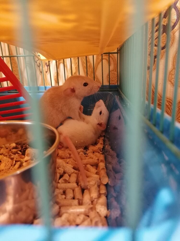 ���������� ������, ���� ������� ������, 30 ���, ������������ ��� ������, ����� � ���������, ���������