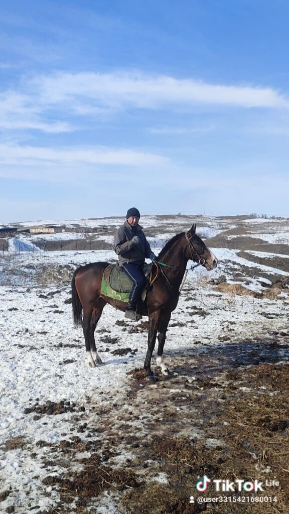 ���������� ������, ���� ������� �����, 44 ����, ������������ ��� ������, ����� � ���������, c�������� ���������, ���������