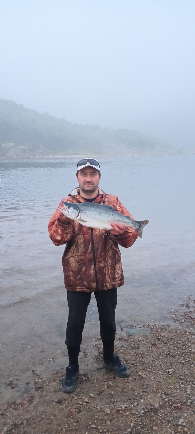  36688164  , 50 ,    -