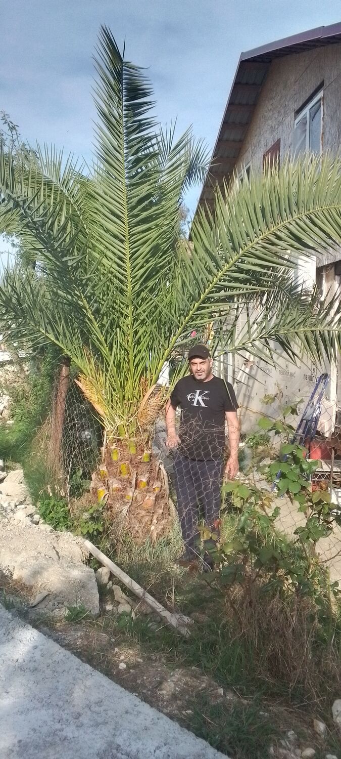 ���� 43283014 ������� ������, 42 ����, ���� ���������� � ����������