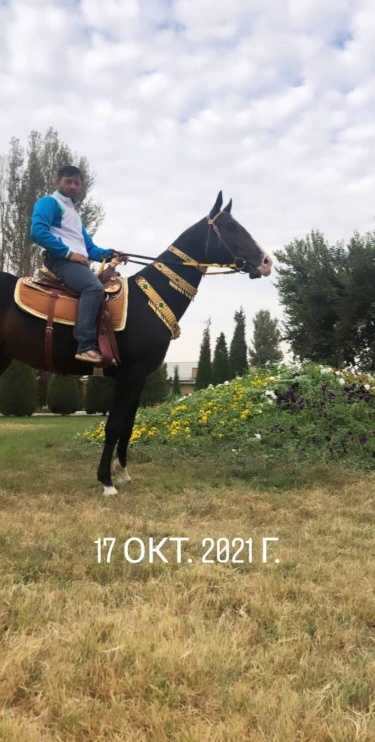 ���� 51175824 ������� ELMIROD, 34 ����, ���� ���������� � ���������