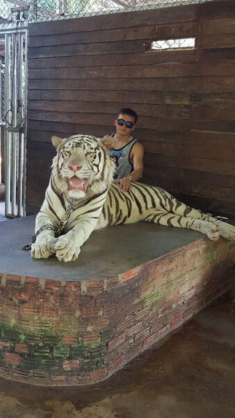  ,   Mexroj, 29 ,   ,   