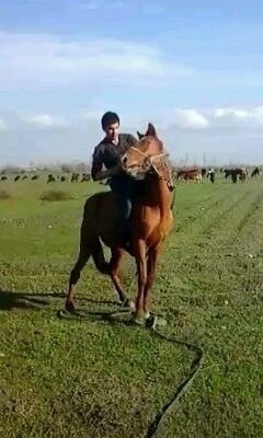 ,   FAYOZ, 31 ,     , c , 