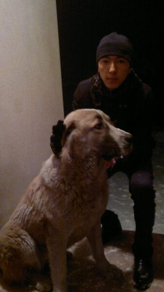  ,   Elaman, 33 ,   