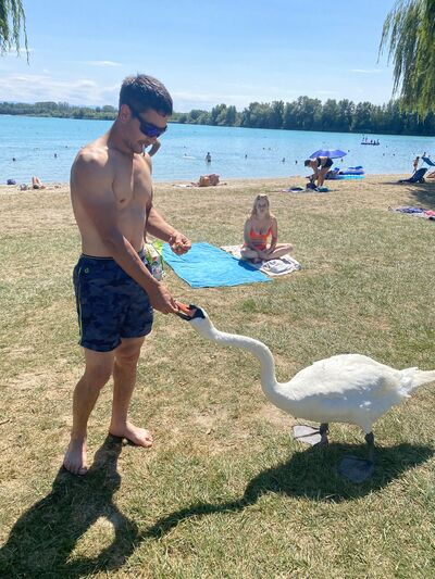  Pirmasens,   , 34 ,     , c , 