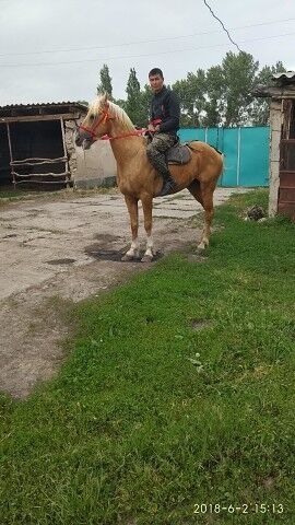  ,   Kuban, 29 ,   ,   , c 