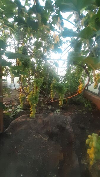 ,   , 54 ,   c 