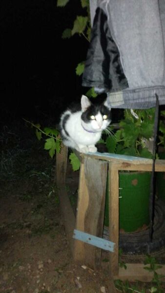  Bansko,   , 18 ,   ,   
