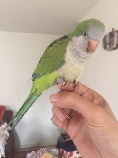  New York City,   Bumerang, 57 ,   ,   , c 